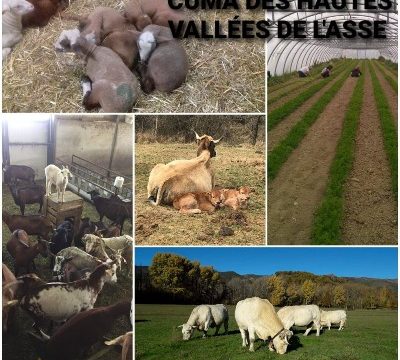 Cuma des Hautes Vallées de l'Asse Tartonne