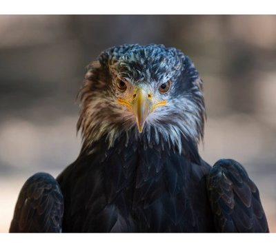 Les Aigles du Verdon